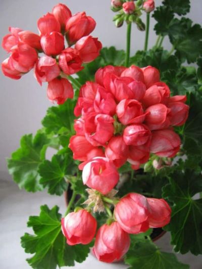 Лот: 15438861. Фото: 1. Пеларгония тюльпановидная (Черенок... Горшечные растения и комнатные цветы