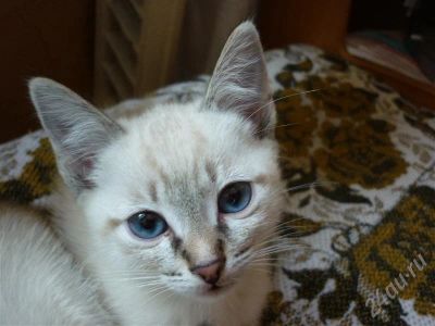 Лот: 237459. Фото: 1. Котенок тайской породы. Остальные животные