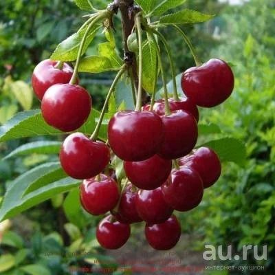 Лот: 9731517. Фото: 1. Вишня, сибирская черешня. Ягоды