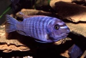 Лот: 8326946. Фото: 1. Лабеотрофеус Тревавас (Labeotropheus... Рыбки
