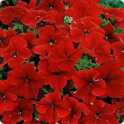 Лот: 6709323. Фото: 1. Петуния крупноцветковая (Petunia... Другое (семена, рассада, садовые растения)