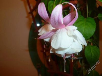 Лот: 1647778. Фото: 1. фуксия анабель (черенок укоренен... Горшечные растения и комнатные цветы
