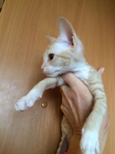 Лот: 18588408. Фото: 1. Котенок Донского сфинкса. Кошки, котята