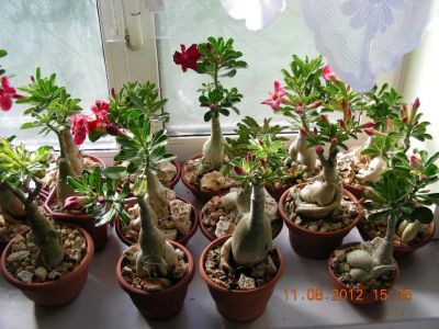 Лот: 20907851. Фото: 1. растение адениум в обмен на мои... Горшечные растения и комнатные цветы