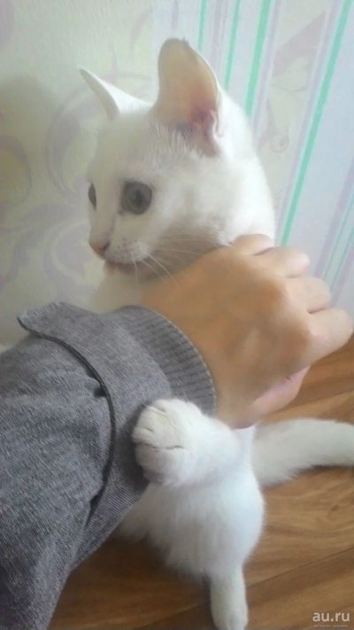 Лот: 13511545. Фото: 1. Кошка. Миски, лотки, наполнители