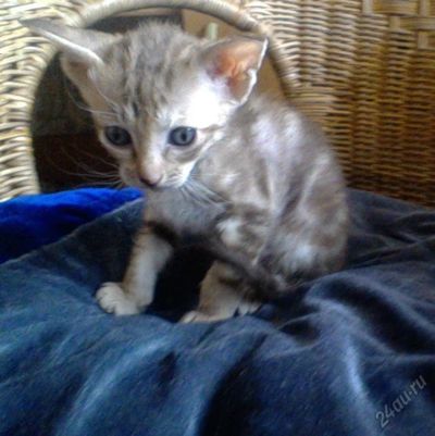 Лот: 5922781. Фото: 1. сфинкс петерболд. Кошки, котята