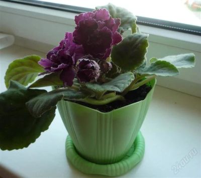 Лот: 1757247. Фото: 1. Фиалка бордовая махровая цветущая... Горшечные растения и комнатные цветы