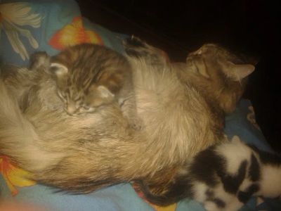 Лот: 6171513. Фото: 1. Очень игривый котеночек). Кошки, котята