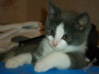 Лот: 2471500. Фото: 1. Красивый кот в добрые руки) СМОТ... Кошки, котята