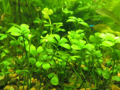Лот: 11140510. Фото: 1. Марсилия четырехлистная (водяной... Водные растения