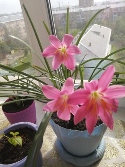 Лот: 18662555. Фото: 1. цветы зефирантес розовый. Горшечные растения и комнатные цветы