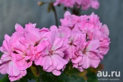 Лот: 11870803. Фото: 1. Зональная пеларгония "Оdensjo... Горшечные растения и комнатные цветы