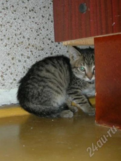 Лот: 734451. Фото: 1. Юный котик нуждается в доме!. Остальные животные