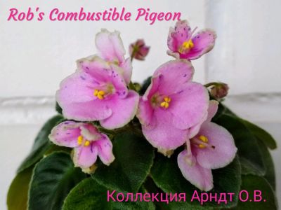 Лот: 12460682. Фото: 1. Фиалка Rob's Combustible Pigeon... Горшечные растения и комнатные цветы