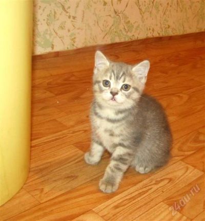 Лот: 2181594. Фото: 1. котенок бриташка почти даром. Кошки, котята