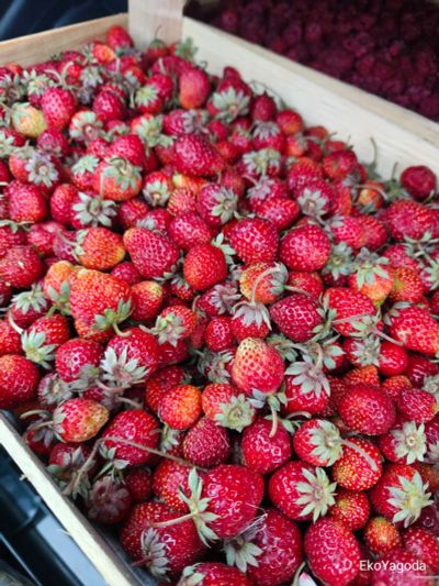 Лот: 22163148. Фото: 1. Клубника 🍓 Киргизия. Ягоды, орехи