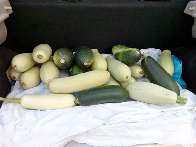 Лот: 7917755. Фото: 1. Кабачки с грядки. Овощи, фрукты, зелень