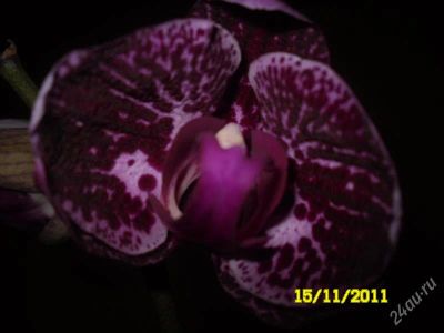 Лот: 1424817. Фото: 1. Орхидея фаленопсис, (отцвела). Горшечные растения и комнатные цветы