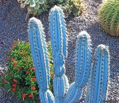 Лот: 2615994. Фото: 1. Голубой кактус - Pilosocereus... Горшечные растения и комнатные цветы