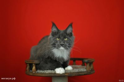 Лот: 14777974. Фото: 1. Голубой котенок мейн кун. Кошки, котята