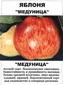 Лот: 7461686. Фото: 1. Яблоня Медуница, саженцы сортовые... Другое (семена, рассада, садовые растения)