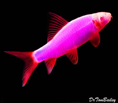 Лот: 19136869. Фото: 1. Лабео глофиш (Labeo Glo Fish frenatus... Рыбки