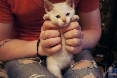 Лот: 2898812. Фото: 1. Белый красивый кот. Кошки, котята