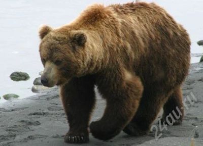 Лот: 629841. Фото: 1. Медвежий жир. Другое (красота и здоровье)