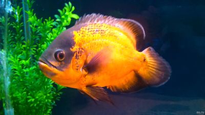 Лот: 16204617. Фото: 1. Астронотус «Красный оскар» (Astronotus... Рыбки