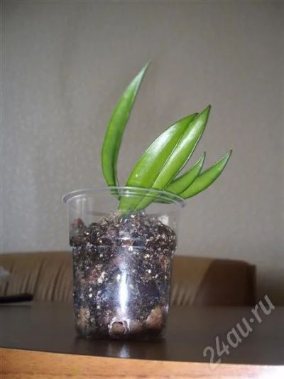 Лот: 502879. Фото: 1. Hoya kentiana (Хойя кентиана). Горшечные растения и комнатные цветы