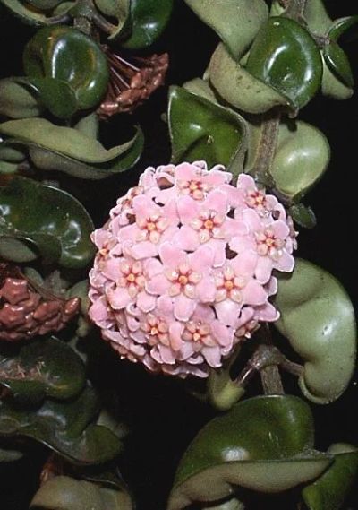 Лот: 12009485. Фото: 1. Хойя мясистая (Хойя карноза компакта... Горшечные растения и комнатные цветы
