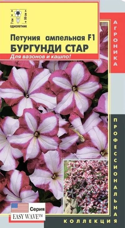 Лот: 9668114. Фото: 1. Петуния ампельная. Садовые цветы