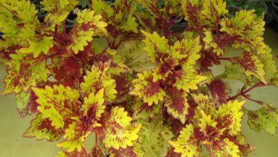 Лот: 11075609. Фото: 1. Колеус Color Groudes Honey Beat... Горшечные растения и комнатные цветы