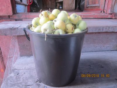 Лот: 12081280. Фото: 1. уральская наливная ранетка. Овощи, фрукты, зелень