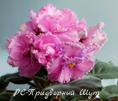 Лот: 8467461. Фото: 1. Продам детку фиалки РС-Придворный... Горшечные растения и комнатные цветы