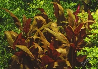 Лот: 2340726. Фото: 1. Alternanthera reineckii 'Purple... Водные растения