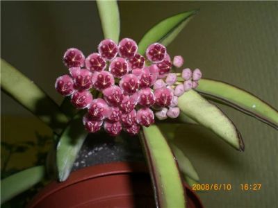 Лот: 7347830. Фото: 1. Хойя Hoya Wayetii - черенок. Горшечные растения и комнатные цветы