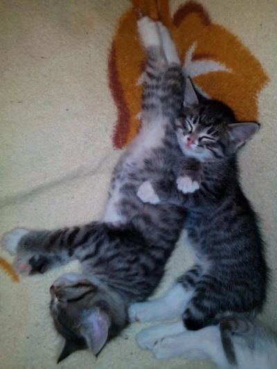 Лот: 8439282. Фото: 1. Крупные котята. Осталась только... Кошки, котята