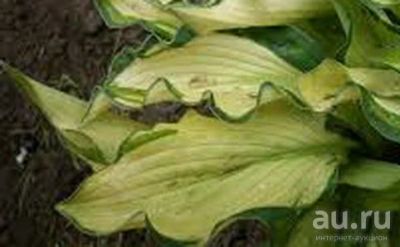 Лот: 4268843. Фото: 1. хоста 'Жанет Дей' (hosta 'Janet... Садовые цветы
