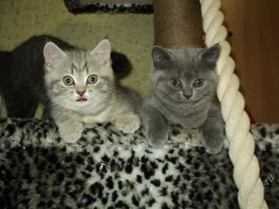 Лот: 942770. Фото: 1. Британские котята! 3000. Остальные животные
