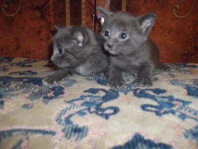 Лот: 2222795. Фото: 1. котятки)))). Кошки, котята