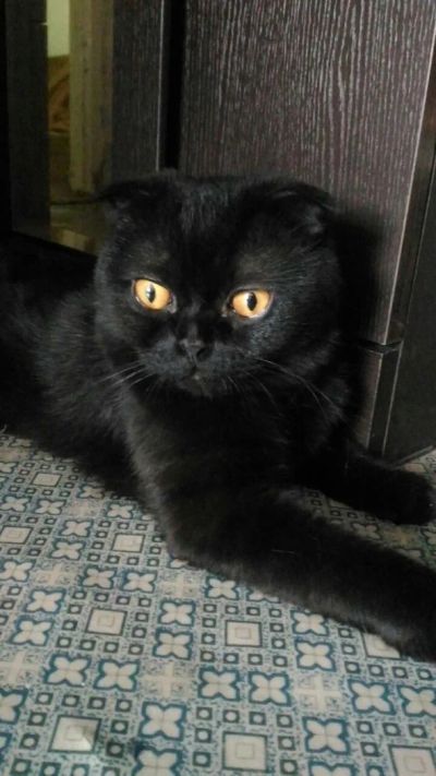 Лот: 7730324. Фото: 1. Продам британского вислоухого... Кошки, котята