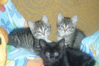 Лот: 1481357. Фото: 1. Отдам котят в дорые руки. Кошки, котята