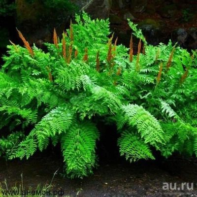 Лот: 13278175. Фото: 1. Чистоус Королевский. Садовые цветы