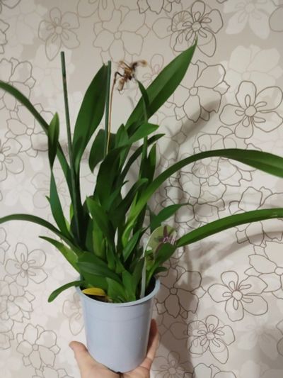 Лот: 16773142. Фото: 1. Орхидея брассия, отцвела. Горшечные растения и комнатные цветы