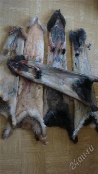 Лот: 3927156. Фото: 1. шкурки кроличьи. Материалы и сырьё