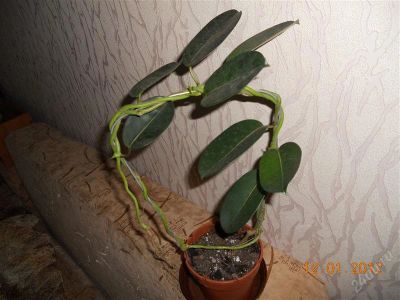 Лот: 1511582. Фото: 1. Стефанотис. Горшечные растения и комнатные цветы