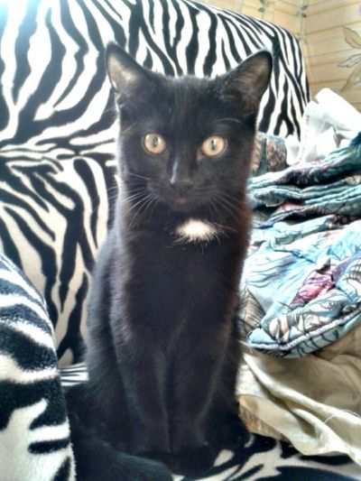 Лот: 6708751. Фото: 1. Отдам котёнка!. Кошки, котята