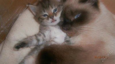 Лот: 2365704. Фото: 1. подарю котят. Кошки, котята