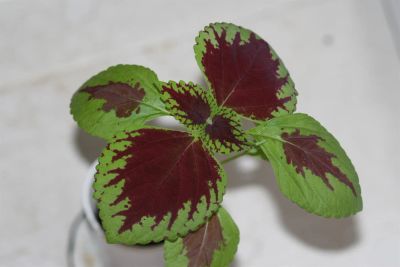 Лот: 3200883. Фото: 1. Колеус (крапивка) 12. Горшечные растения и комнатные цветы